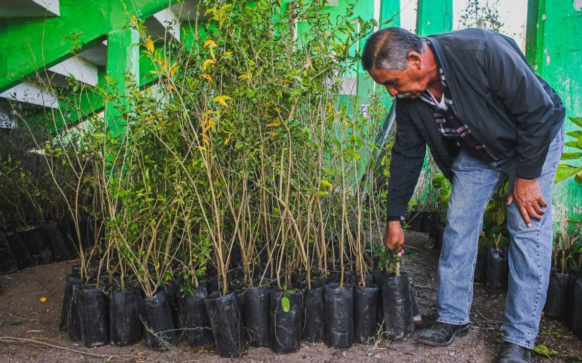 Llegan más de 4 mil árboles para reforestar Meoqui - El Heraldo de  Chihuahua | Noticias Locales, Policiacas, de México, Chihuahua y el Mundo