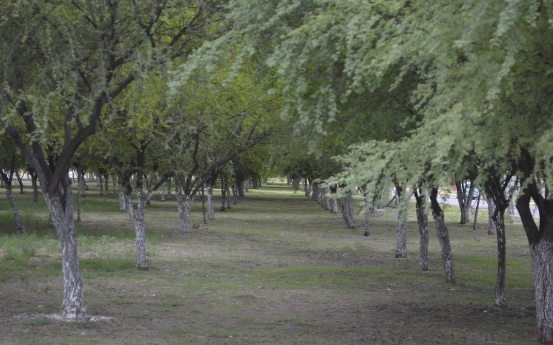 Para mitigar cambio climático rescatan especies endémicas de árboles local  plantas chihuahua local delicias productores - El Heraldo de Chihuahua |  Noticias Locales, Policiacas, de México, Chihuahua y el Mundo