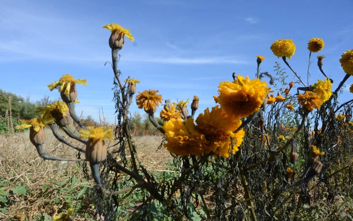 Reportan cultivadores de flor pérdidas totales por heladas flora planta  cultivos - El Heraldo de Chihuahua | Noticias Locales, Policiacas, de  México, Chihuahua y el Mundo