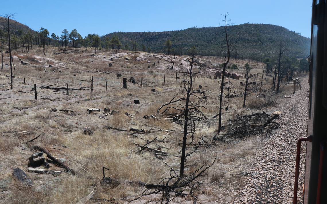 Afecta incendio área de tala ilegal en la Tarahumara
